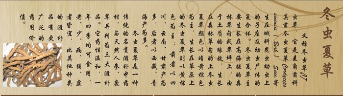 冬虫夏草.jpg